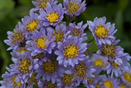 Aster tataricus 'Jindai'