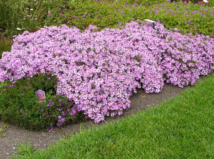 Aster dumosus 'Wood's Pink'