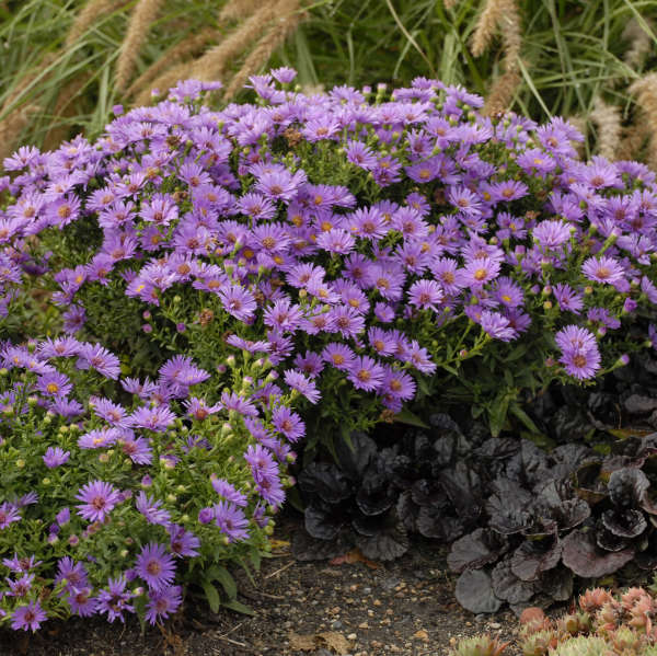 Aster dumosus 'Wood's Purple'