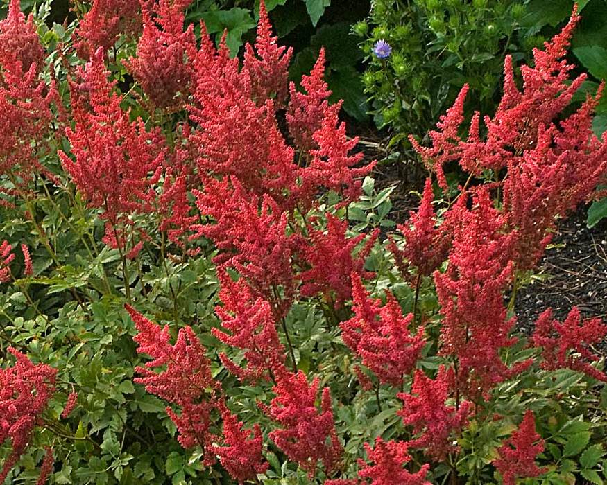 Astilbe arendsii 'August Light'