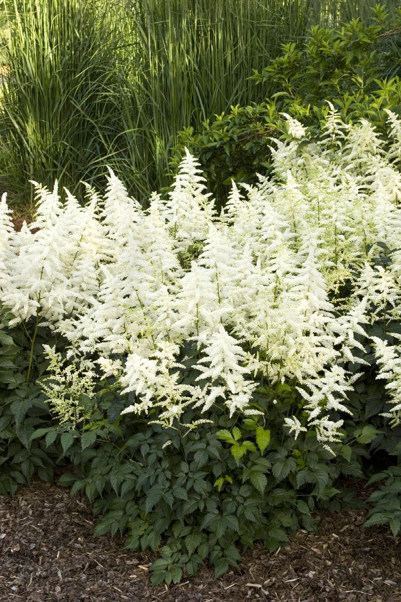 Astilbe 'Bridal Veil'