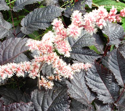 Astilbe 'Chocolate Shogun'