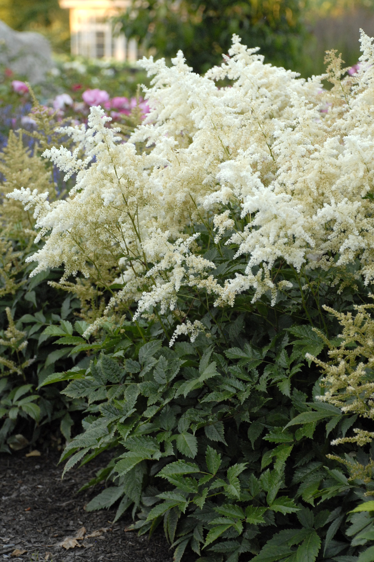 Astilbe 'Deutshland'