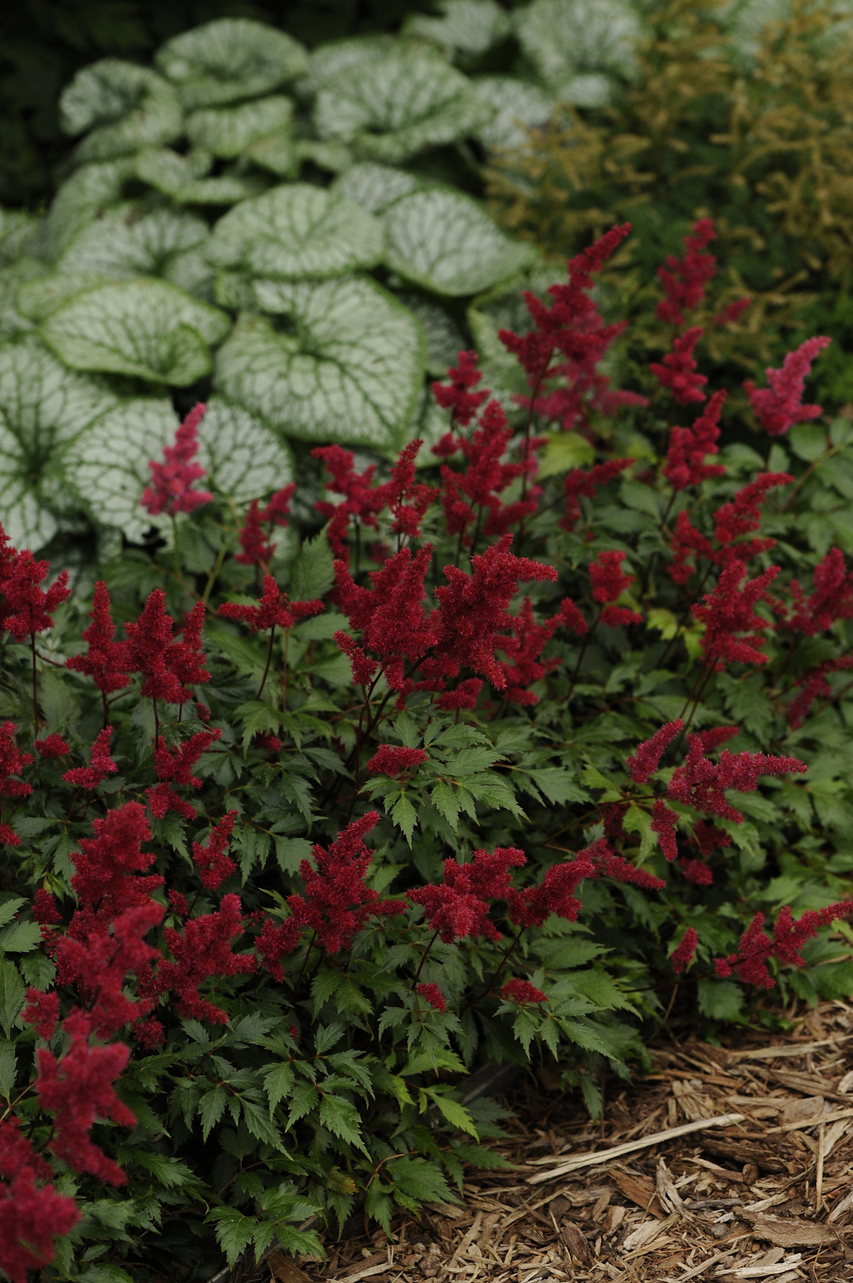 Astilbe 'Fanal'