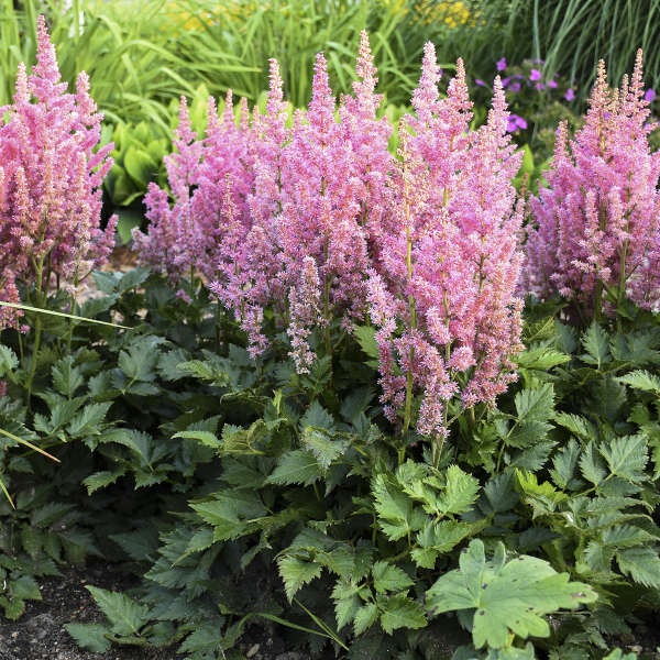 Astilbe 'Little Vision In Pink'