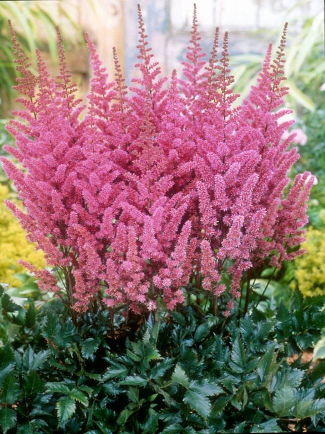 Astilbe 'Maggie Daley'