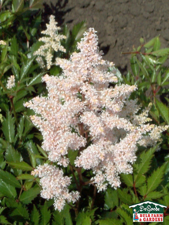 Astilbe 'Peach Blossom'