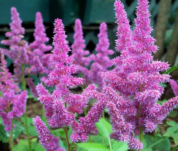 Astilbe 'Pumila'