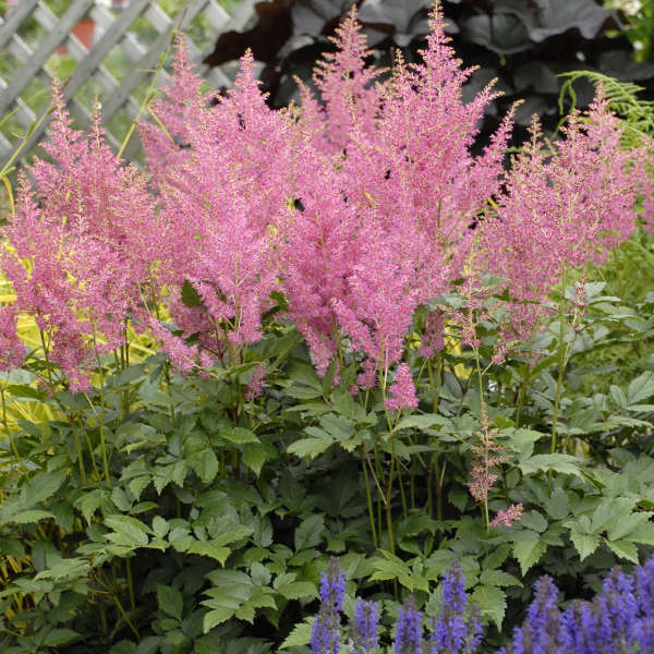 Astilbe 'Rheinland'