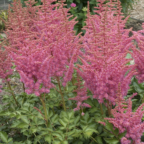 Astilbe 'Rise and Shine'