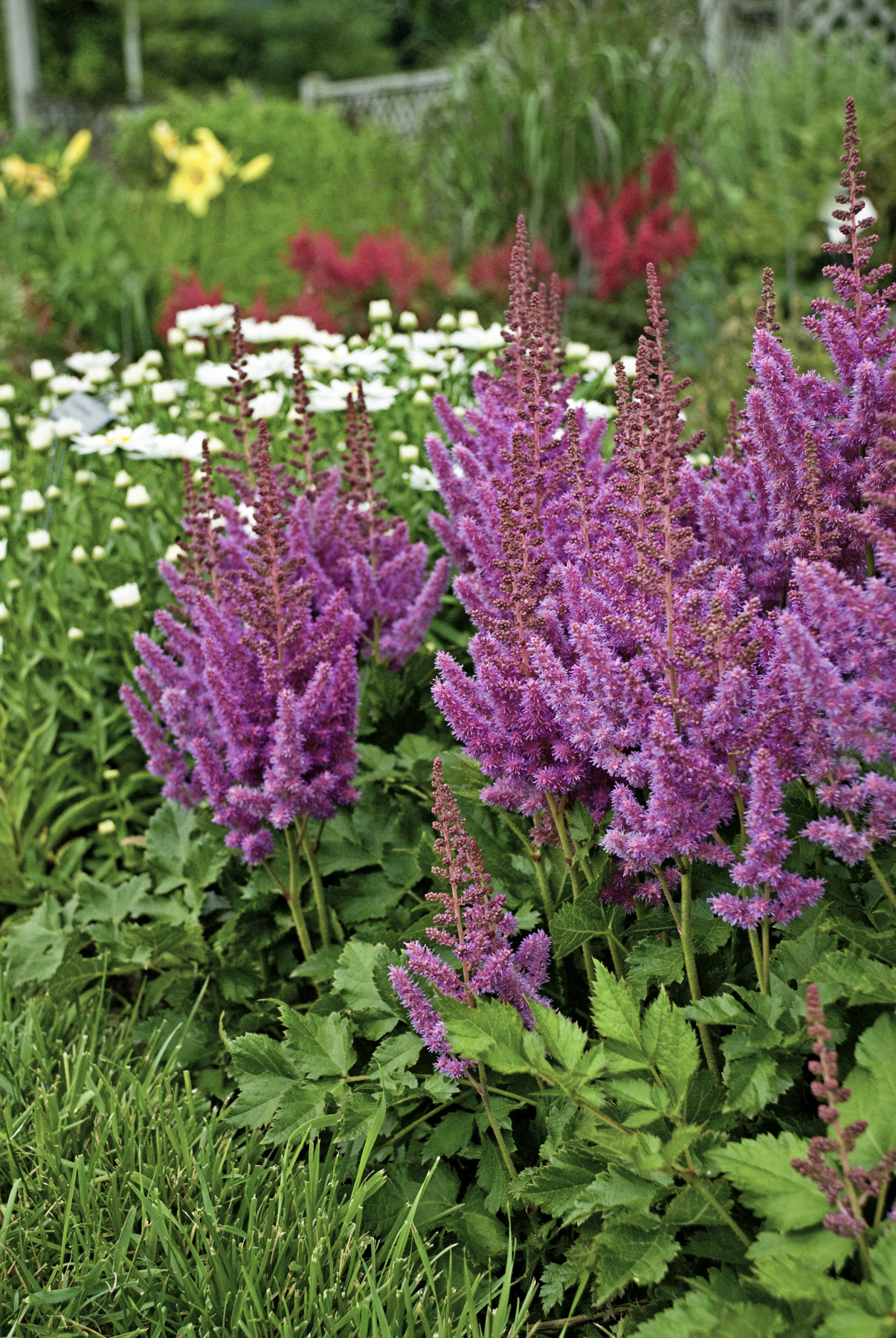 Astilbe 'Visions'