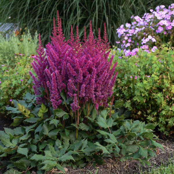 Astilbe 'Vision In Red'