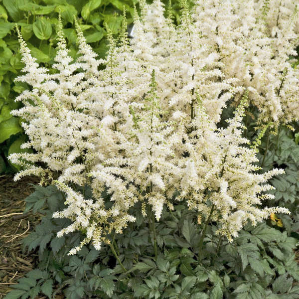 Astilbe 'Vision in White'