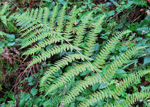 Athyrium Filix Femina