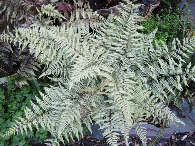 Athyrium 'Ghost'