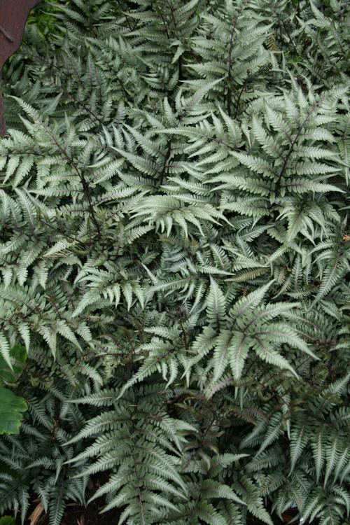 Athyrium 'Godzilla'