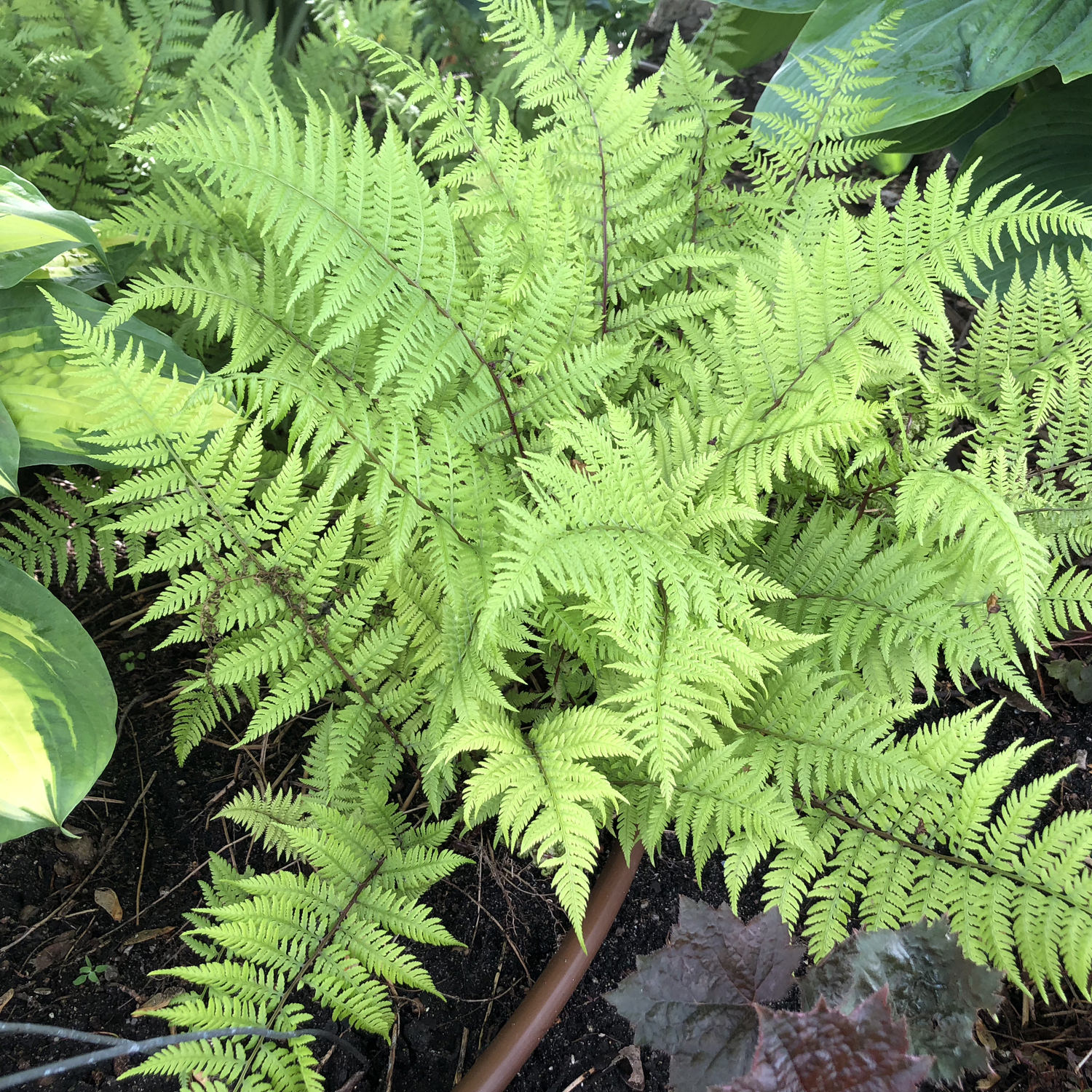 Athyrium 'Lady in Red'