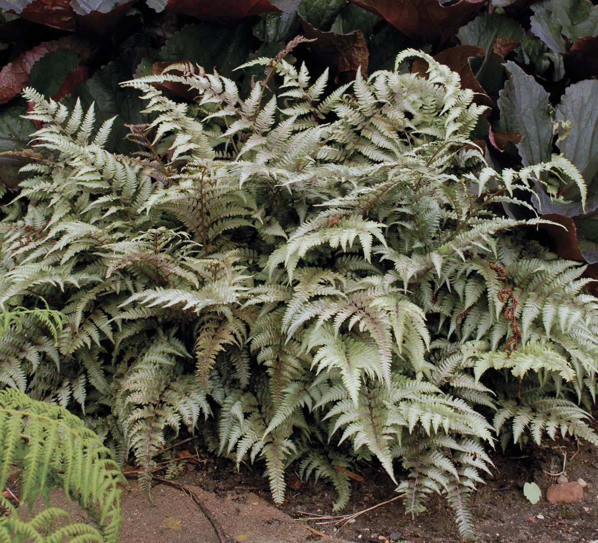 Athyrium nip. 'Pictum'