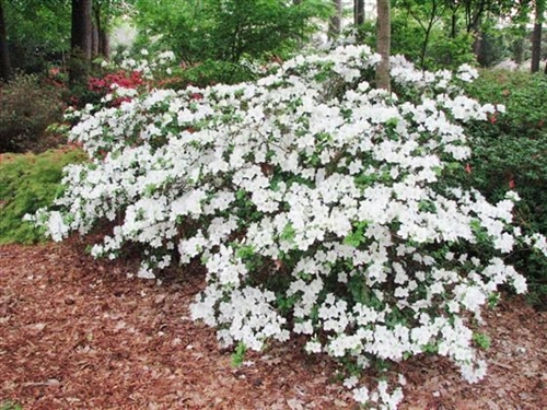 Azalea 'Girard's Pleasant White'