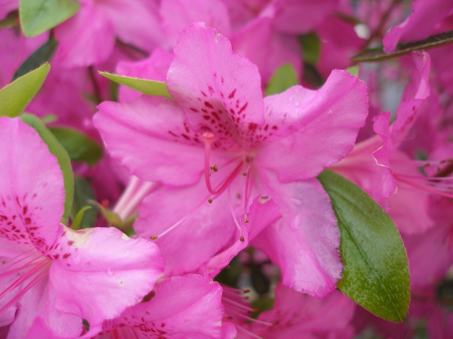 Azalea 'Karen's'