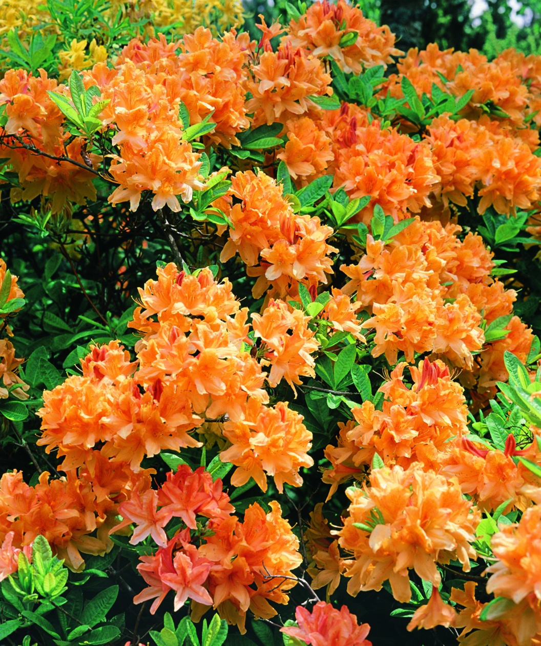 Azalea 'Klondyke'