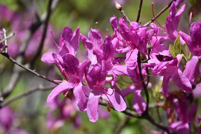 Azalea 'Lilac Lights'	