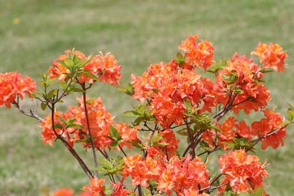 Azalea 'Mandarin Lights'