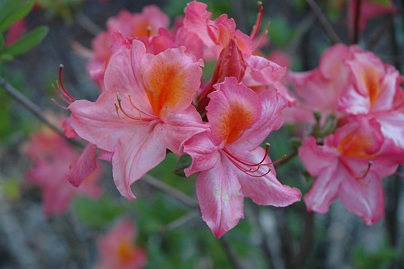 Azalea Girard 'Mt. St. Helens'