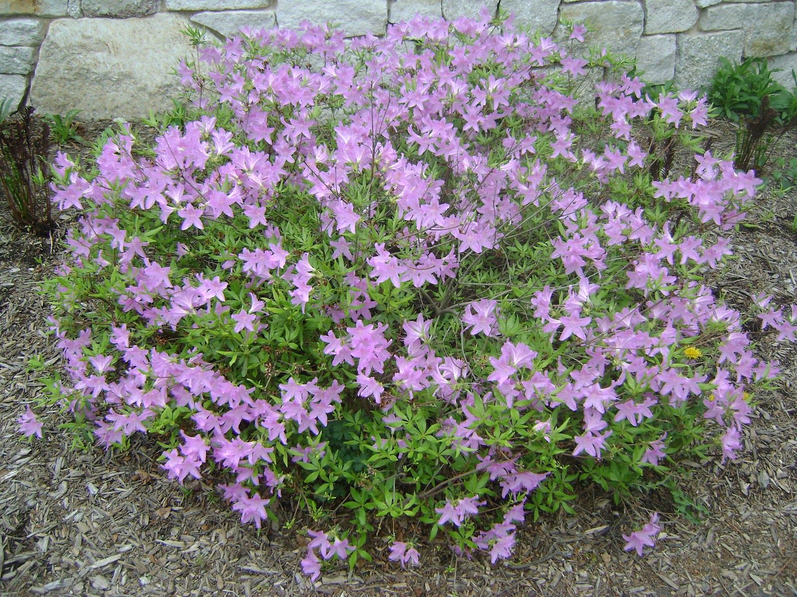 Azalea poukhanense 'Compacta'