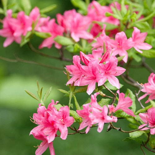 Azalea 'Rosy Lights'