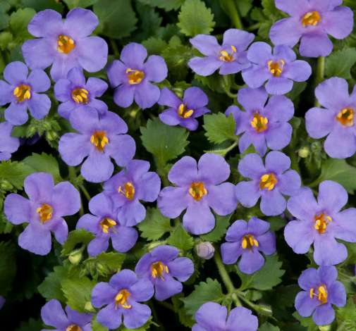 Sutera (Bacopa) Scopia 'Gulliver Blue'