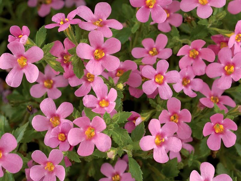 Bacopa Gulliver Pink