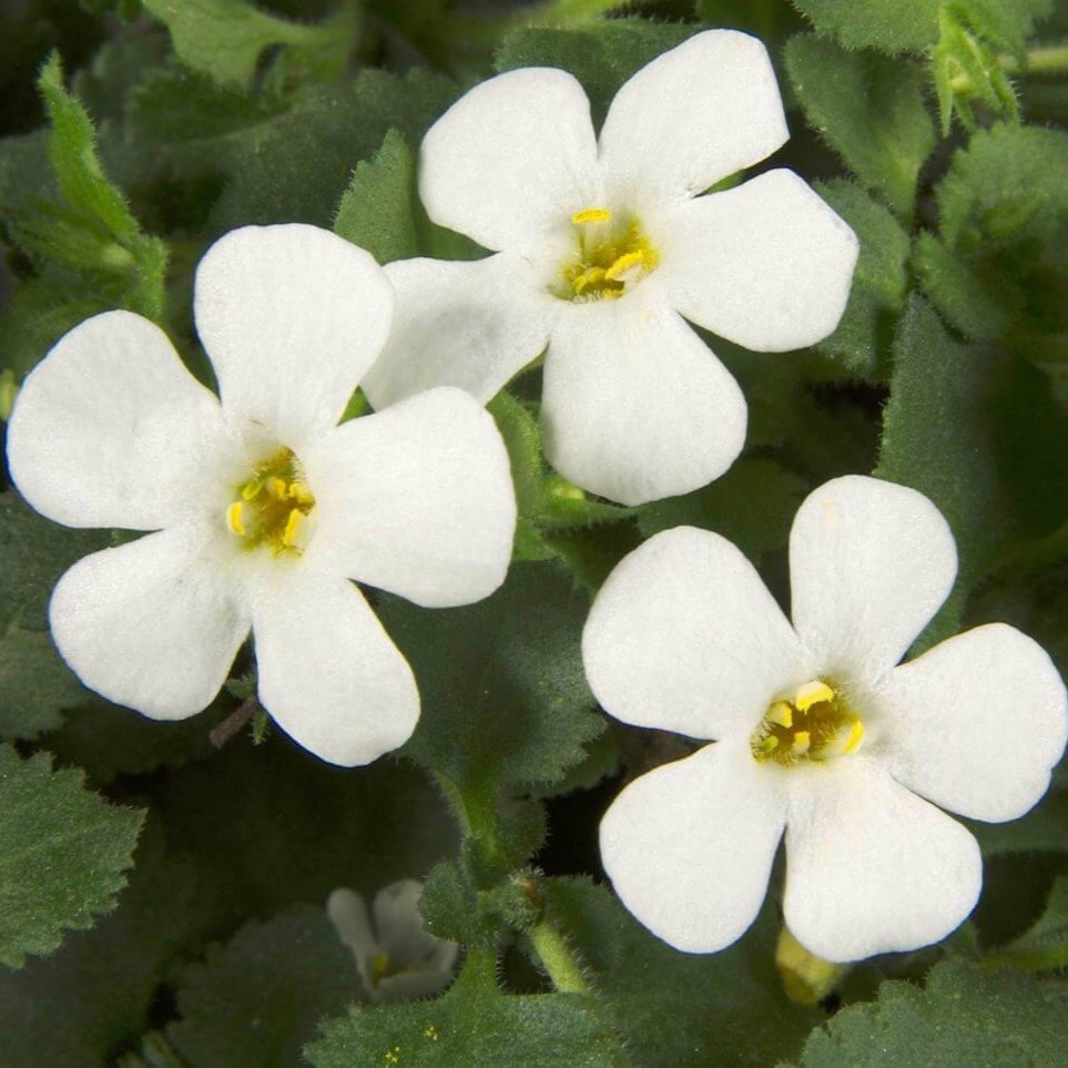 Sutera (Bacopa) Scopia 'Gulliver White'