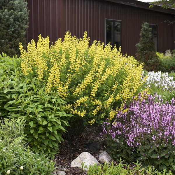 Baptisia 'American Goldfinch'