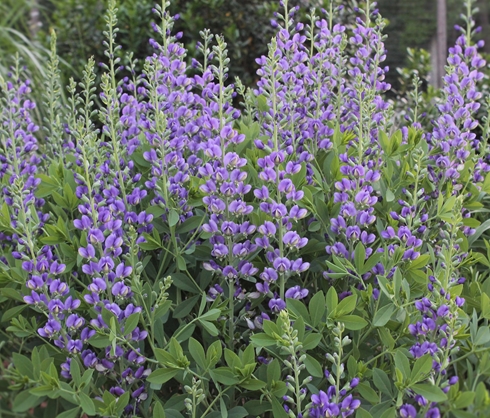 Baptisia Decadence 'Blueberry Sundae'