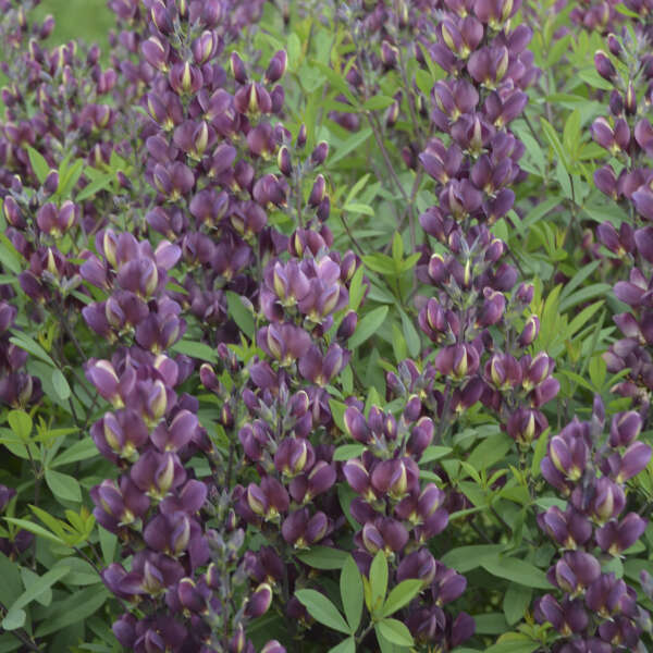 Baptisia 'Burgundy Blast'