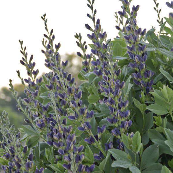 Baptisia Indigo Spires