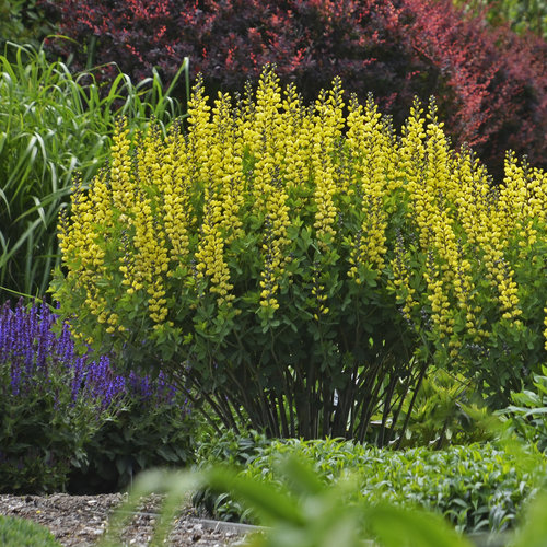 Baptisia Decadence 'Lemon Meringue'