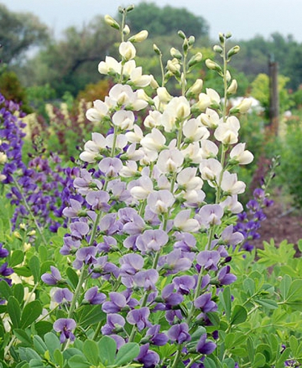 Baptisia Prairieblues 'Lunar Eclipse'