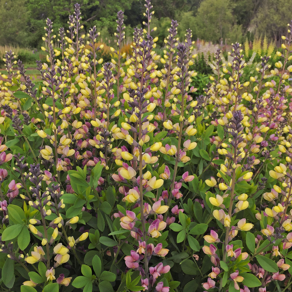 Baptisia Decadence 'Pink Lemonade'