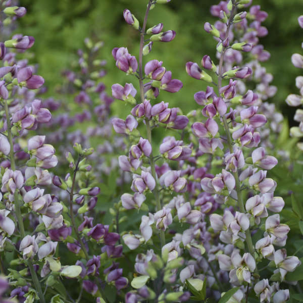 Baptisia 'Plum Rosy'