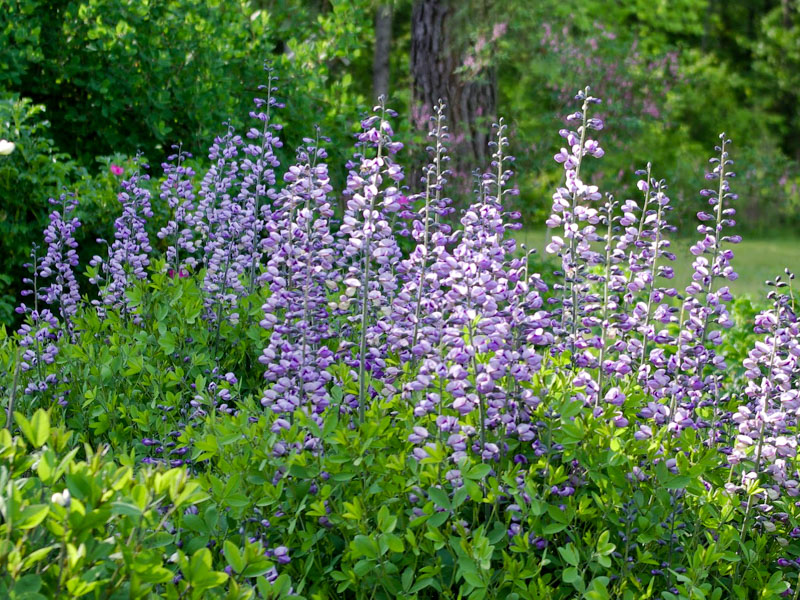 Baptisia 'Purple Smoke'