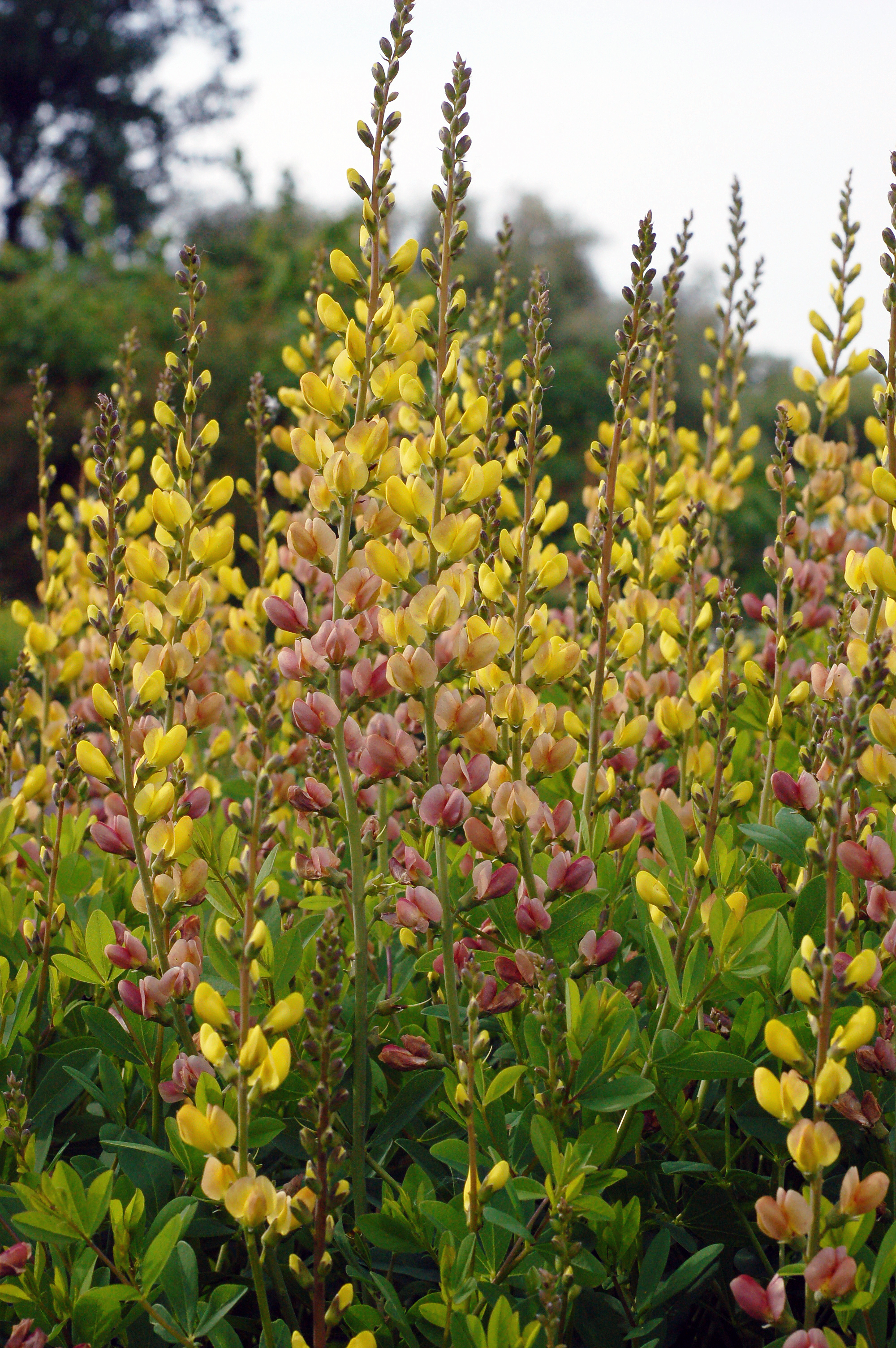 Baptisia Prairieblues 'Solar Flare'