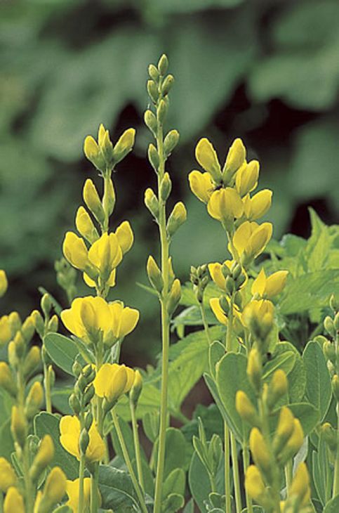 Baptisia sphaerocarpa