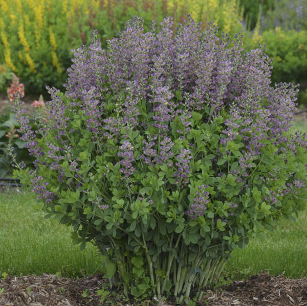 Baptisia 'Violet Dusk'