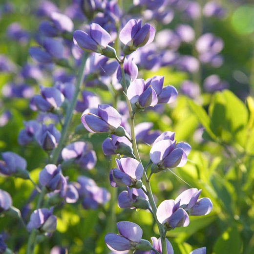 Baptisia australis