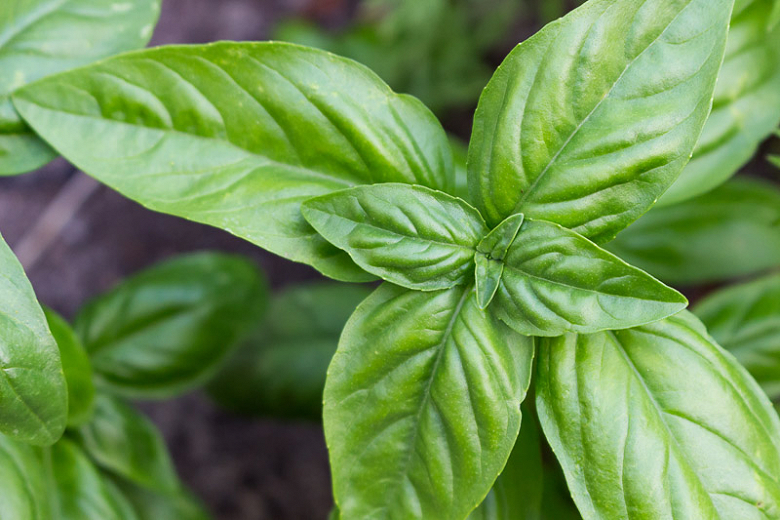 Basil - Ocimum basilicum 'Genovese'