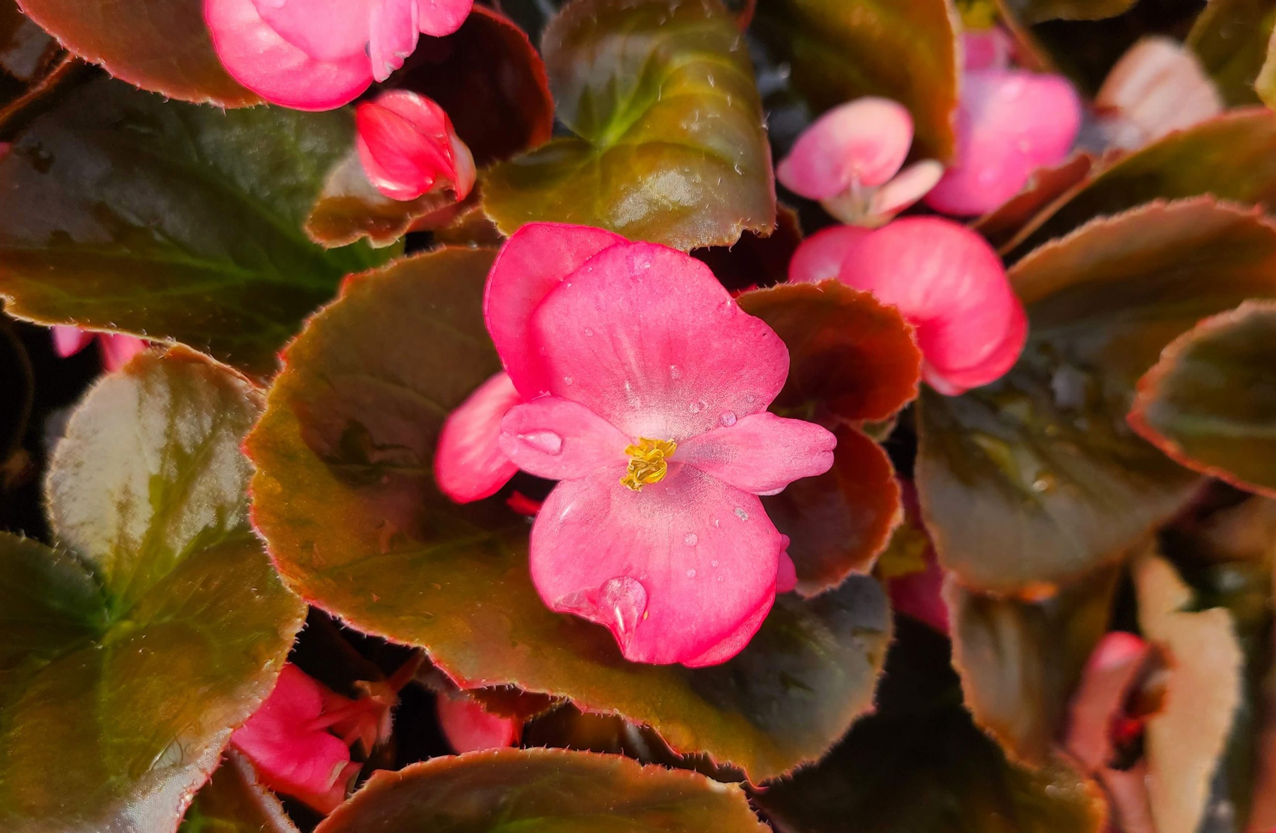 Begonia Cocktail 'Tequila'	