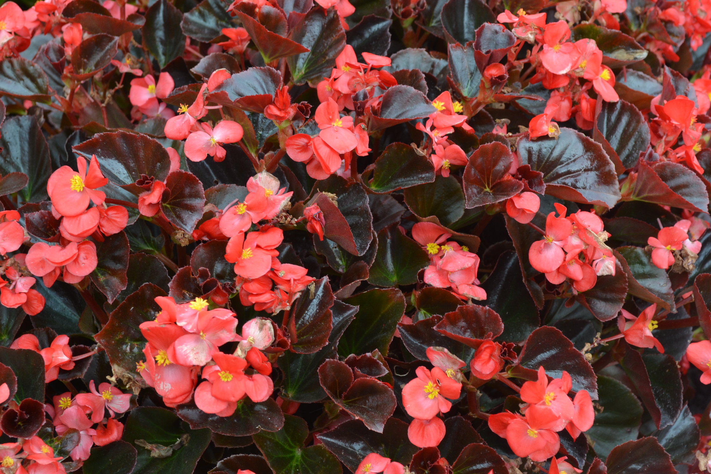 Begonia Cocktail 'Vodka'