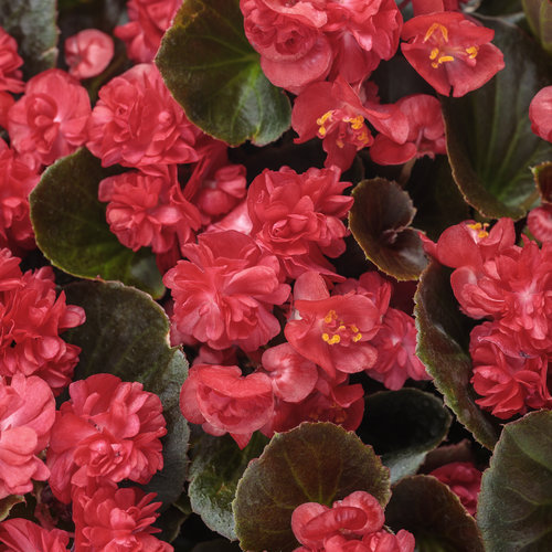 Begonia Doublet 'Red'